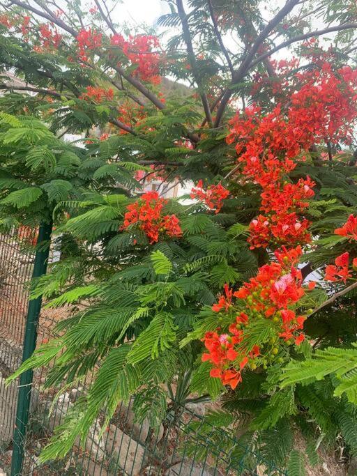 Appart Adorable Proche De La Baie Orientale, Idolem Residence Unite 2 - 57 Rue Du Mont Vernon 1 Cul de Sac 外观 照片